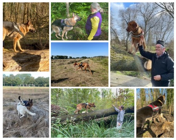 Ervaren hondencoach Denderleeuw, Oost-Vlaanderen